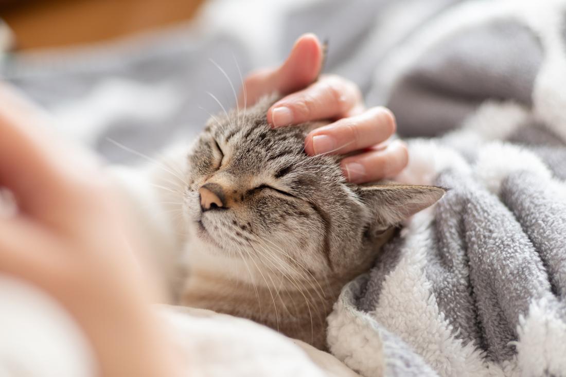 寄り添う家族のイメージ（猫）